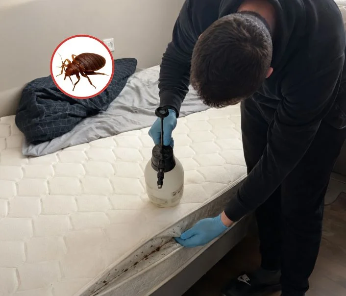Technicien traitant un matelas contre les punaises de lit à Guigneville-sur-Essonne